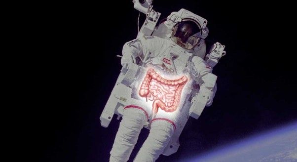 Forskerne har målt metabolitter i blodet og fundet ud af, at der sker øget proteinfermentering i tarmene, når astronauter forlader jorden og tyngdekraften. Foto: Frans Wej/Jean Beaufort/Elionas2